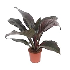 Philodendron imperial red gebraucht kaufen  Wird an jeden Ort in Deutschland