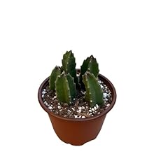 Starfish flower cactus for sale  Delivered anywhere in USA 