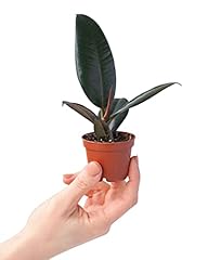 Plnts baby ficus gebraucht kaufen  Wird an jeden Ort in Deutschland