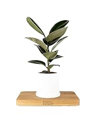 Rubber plant ficus for sale  Delivered anywhere in UK