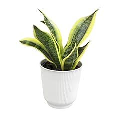 Live snake plant for sale  Delivered anywhere in USA 