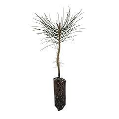Ponderosa pine medium for sale  Delivered anywhere in USA 