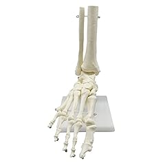 Xiaojun modello anatomico usato  Spedito ovunque in Italia 