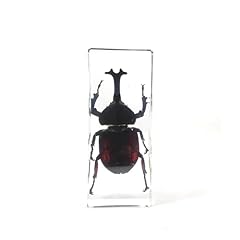 Rhinoceros beetle paperweights for sale  Delivered anywhere in USA 