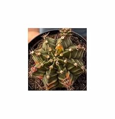 Pezzi gymnocalycium mihanovich usato  Spedito ovunque in Italia 