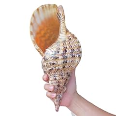 Triton trumpet shell for sale  Delivered anywhere in USA 