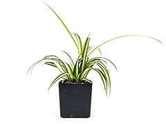 Chlorophytum comosum spider for sale  Delivered anywhere in USA 