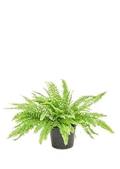 Boston fern pot for sale  Delivered anywhere in USA 