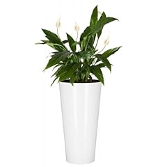 B2c planter plant for sale  Delivered anywhere in UK