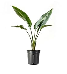 Bird paradise orange for sale  Delivered anywhere in USA 