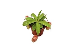 Monkey cup nepenthes for sale  Delivered anywhere in USA 