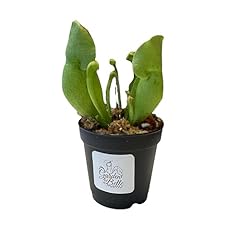 Sarracenia purpurea venosa for sale  Delivered anywhere in USA 
