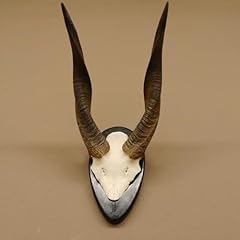 Buschbock trophée chasse d'occasion  Livré partout en France