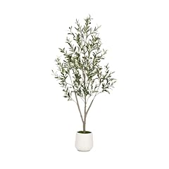 Vivatrees olive trees for sale  Delivered anywhere in USA 