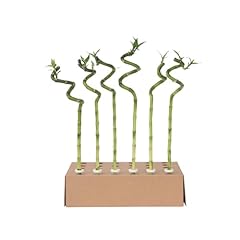 Plant box dracaena usato  Spedito ovunque in Italia 
