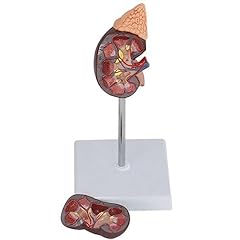 Dseenleap lehrmodell anatomisc gebraucht kaufen  Wird an jeden Ort in Deutschland