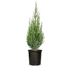 Plants blue point for sale  Delivered anywhere in USA 