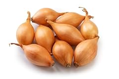 Shallot plants matador for sale  Delivered anywhere in UK