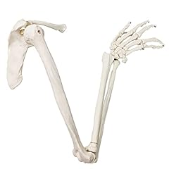 Evotech scientific human for sale  Delivered anywhere in UK