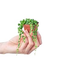 Plnts baby senecio gebraucht kaufen  Wird an jeden Ort in Deutschland
