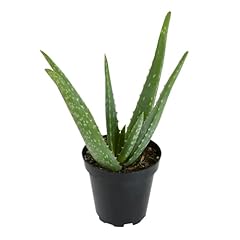 Aloe vera plant for sale  Delivered anywhere in USA 