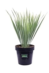 Pianta yucca rostrata usato  Spedito ovunque in Italia 