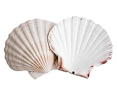 Scallop shells for sale  Delivered anywhere in UK