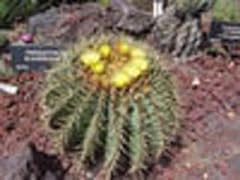 Ferocactus glaucescens cactus usato  Spedito ovunque in Italia 