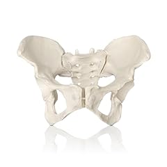 Wultnicew female pelvis for sale  Delivered anywhere in UK