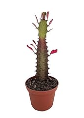 Royal red african for sale  Delivered anywhere in USA 