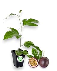 Passiflora purple possum for sale  Delivered anywhere in USA 