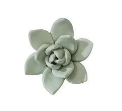 Amerry succulent plant for sale  Delivered anywhere in USA 