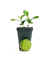 Kaffir lime tree for sale  Delivered anywhere in USA 