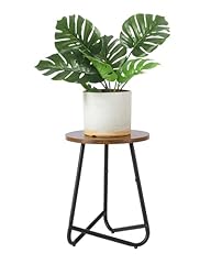 Azysow indoor plant for sale  Delivered anywhere in USA 