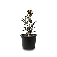 Tropictrees magnolia grandiflo d'occasion  Livré partout en France