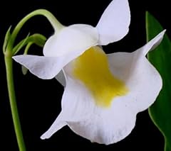 Graines fleurs utricularia d'occasion  Livré partout en France