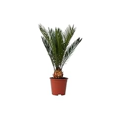 Plant box cycas d'occasion  Livré partout en France