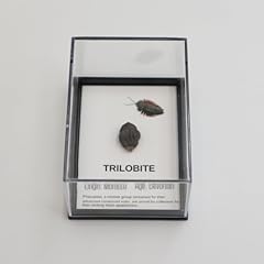 Fossil collection authentic for sale  Delivered anywhere in UK