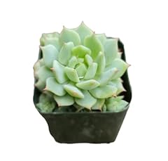 Uskc live cactus for sale  Delivered anywhere in USA 