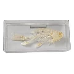 Drxrd vertebrate bones for sale  Delivered anywhere in Ireland