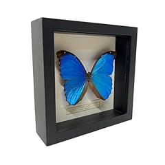 Gesetzter schmetterling morpho gebraucht kaufen  Wird an jeden Ort in Deutschland
