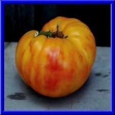 Medaglia oro pomodoro usato  Spedito ovunque in Italia 
