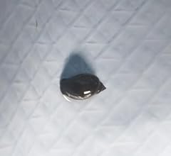 Live pond snails for sale  Delivered anywhere in USA 