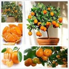 Fruit seeds orange for sale  Delivered anywhere in USA 