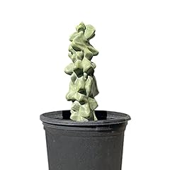 Cactus outlet totem for sale  Delivered anywhere in USA 