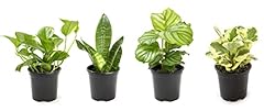 Essential houseplant collectio for sale  Delivered anywhere in USA 