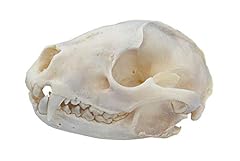 Racoon skull for sale  Delivered anywhere in USA 