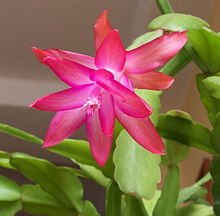 New schlumbergera bridgesii d'occasion  Livré partout en France