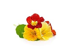 Flowering plants nasturtium for sale  Delivered anywhere in UK