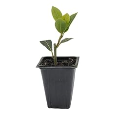 Live bay laurel for sale  Delivered anywhere in USA 